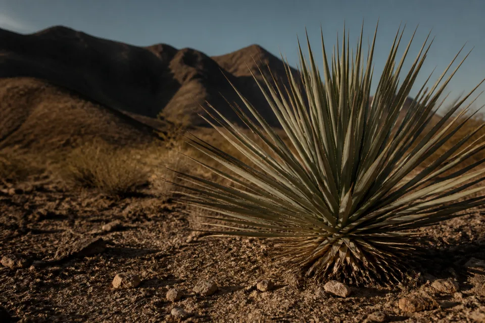 Planta Dasylirion en paisaje desértico del norte de México